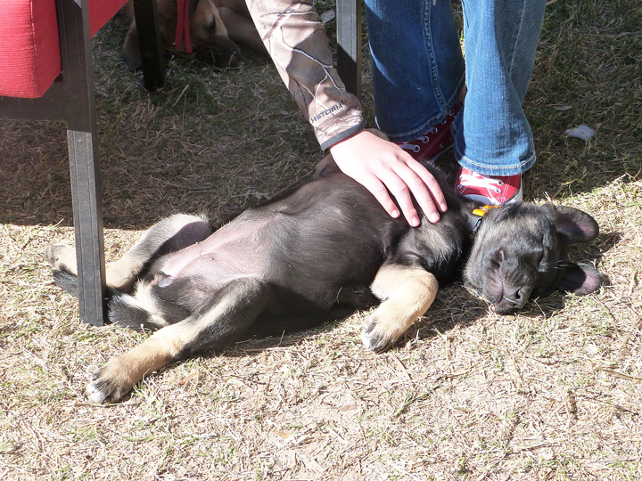 chinook puppy